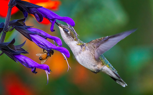 hummingbird and bee