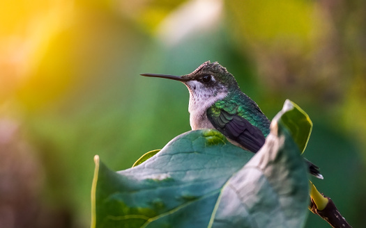 Hummingbird on a Leaf.