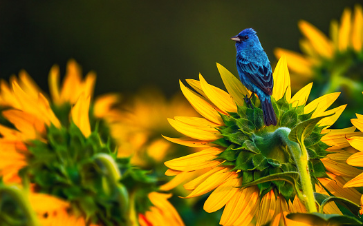 indigo bunting with sunflowers