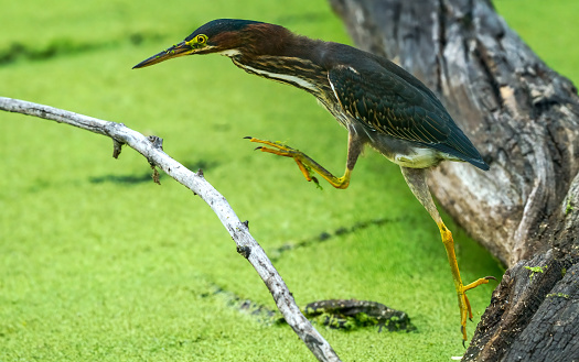 green heron leaping on a branch