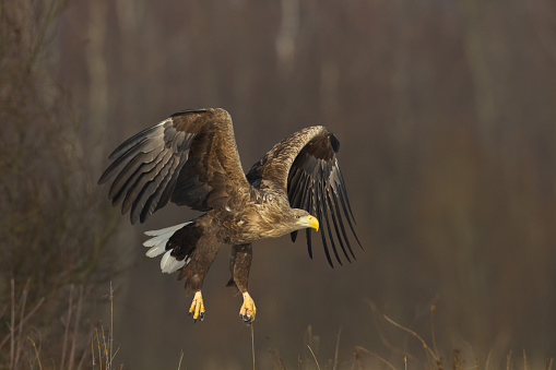 Majestic predator White-tailed eagle, Haliaeetus albicilla in Poland wild nature