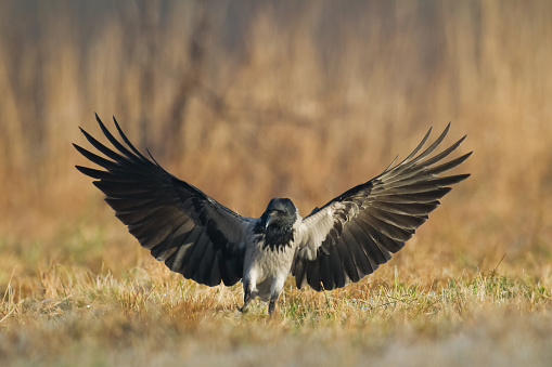 beautiful raven Corvus corax  North Poland Europe, flying bird, dark filters - halloween