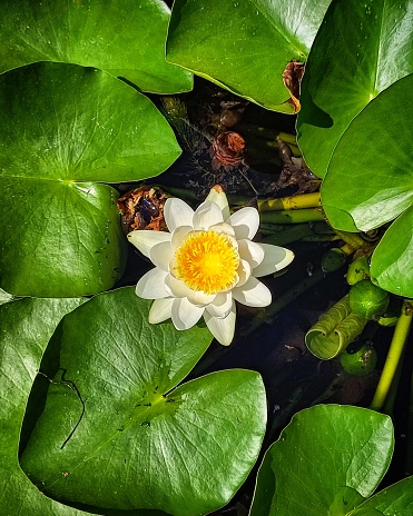 Closeup of large white to pale yellow flower of American lotus, Nelumbo lutea.  Wilson Island State Recreation Area, Iowa, USA.