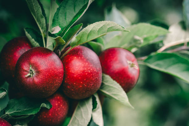 istock Red apples on a branch in an apple orchard. 1684734886