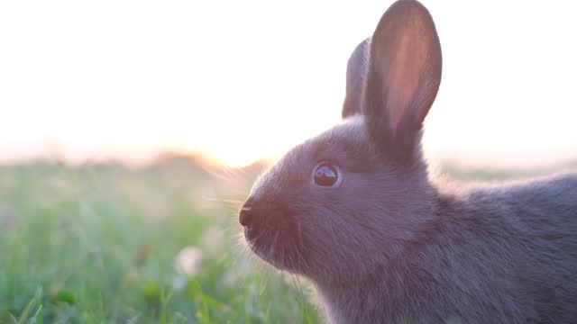 Fluffy gray rabbit grazing on a lush green backyard lawn, walking through a meadow