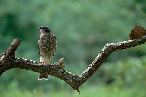 Male eurasian sparrowhawk in the woods
