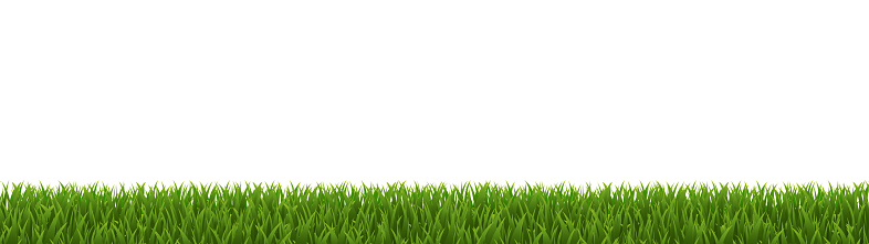 Green grass Panorama Isolated White Background , Vector Illustration