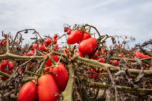 Agricultural activity in Italy:industrial tomatoes harvesting