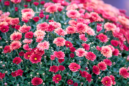 The floral arrangement includes chrysanthemums and other blooming plants.