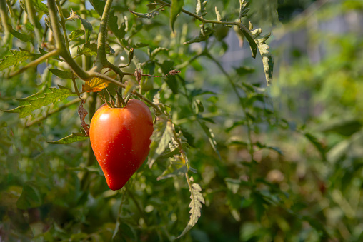 a ripe tomato is hanging on a branch in the garden or in the greenhouse. blurred greenery in the background. Agriculture and farming.
