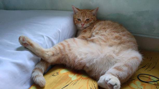 istock a cat sleeps on books and a laptop 1684747665