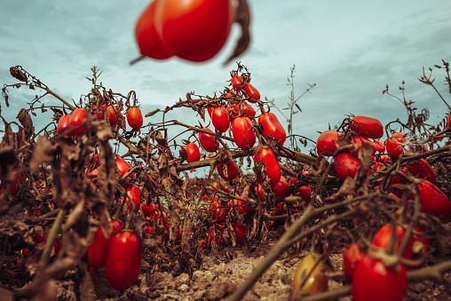 Agricultural activity in Italy:industrial tomatoes harvesting