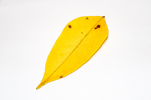 footo starfruit tree leaves, yellow