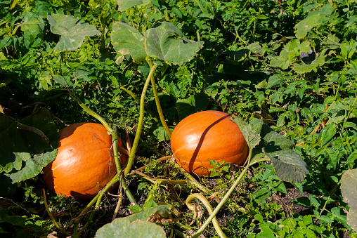 Two round orange ripe pumpkins in the garden during sunny autumn day laying on the ground among leaves