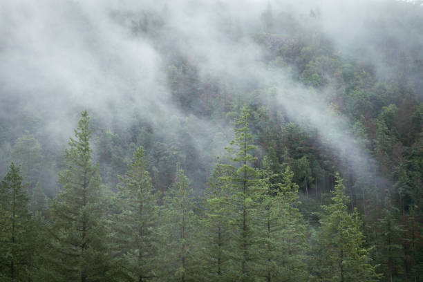 istock Misty Landscape With Evergreen Forest Trees. Humid Climate In Mountain Environment. 1684748298