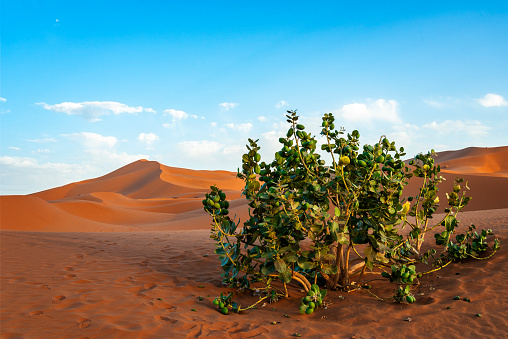 Green plant (Calotropis procera - Roostertree) in Sahara desert. Morocco, Africa.