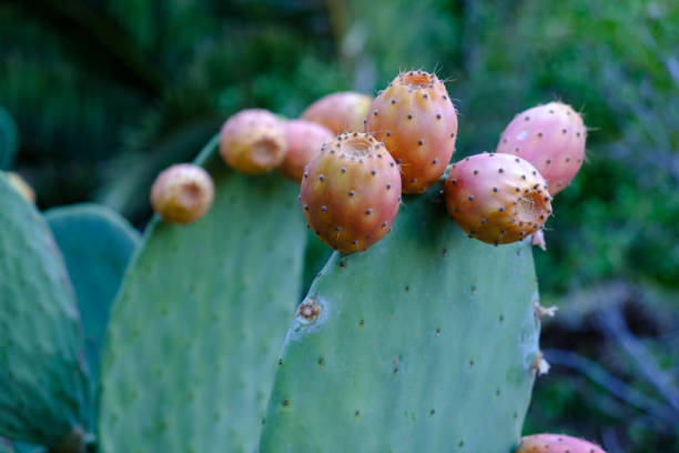 istock Ripe prickly pear fruit on the plant 1684761152