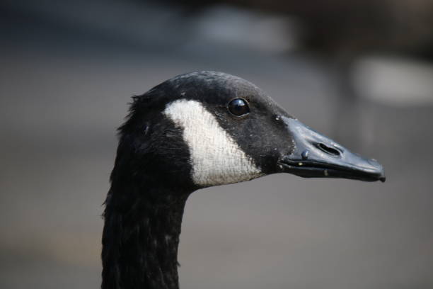istock The face of a goose 1684764884