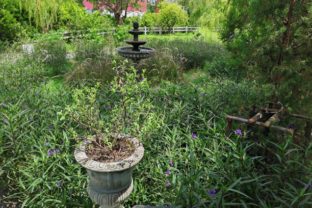 istock Tree on flower pot with  fountain and spring garden 1684782741