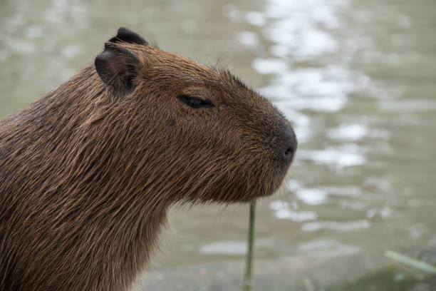 istock Capybara chewing grass near pond at zoo 1684783292