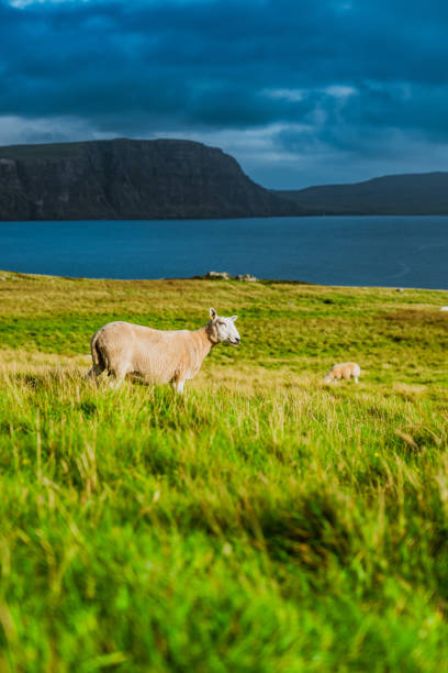 istock Sheep Grazing on Isle of Skye, Scotland 1684788383