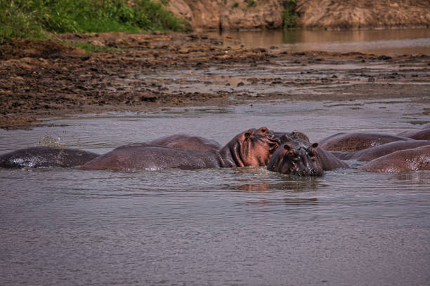 istock Hippos in the river. Serengeti 1684793419