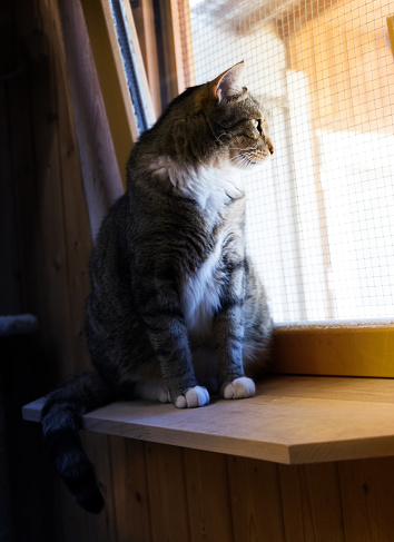 tabby cat sitting inside the dark room, looking through window on sunny day
