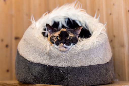calico cat looking out of her cozy place - chin lay down