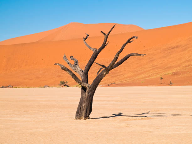 istock Solitary dead tree in Namib desert with red sand dune 168480262