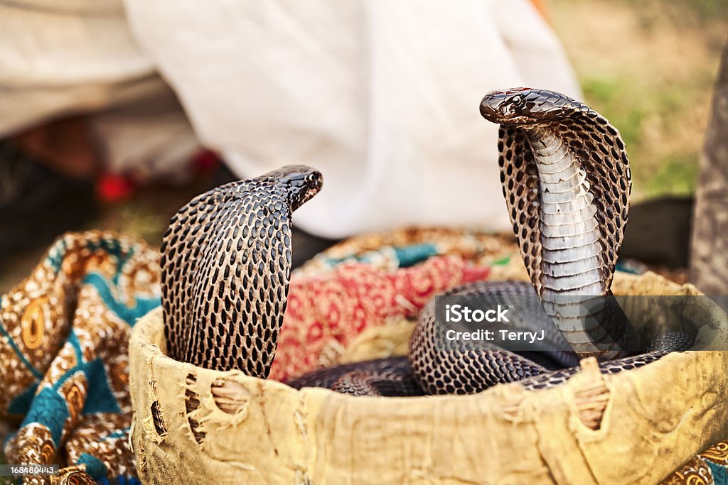 Cobra de Dança - Royalty-free Cesto Foto de stock