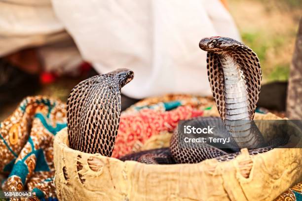 Cobra De Dança - Fotografias de stock e mais imagens de Cesto - Cesto, Cobra, Encantador de Serpentes