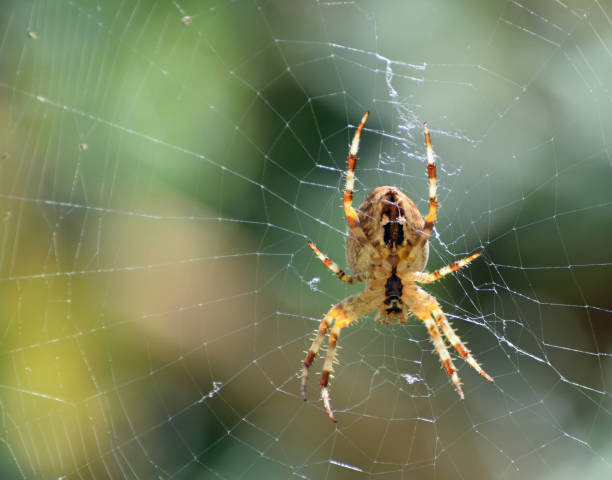 istock Large orange Orb Weaver spider hanging in a web 1684813339