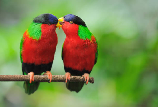 Love Talks - Parrots Whispering (XXL) Parrots sitting on a branch whispering in wildlife. Nikon D3X. vibrant color birds wild animals animals and pets stock pictures, royalty-free photos & images