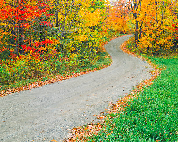 Brilliant Autumn Sugar Maples line a country road at Burke Hollow, Vermont, USA