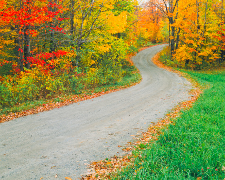 Brilliant Autumn Sugar Maples line a country road at Burke Hollow, Vermont, USA