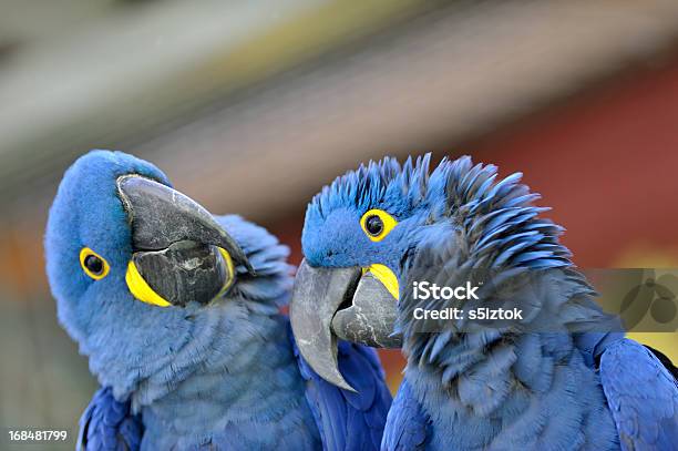 Ara Coppia - Fotografie stock e altre immagini di Pappagallo - Pappagallo, Ara, Blu