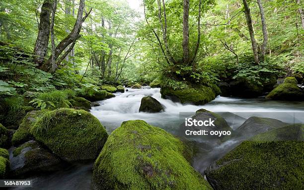 Woodland Corrente - Fotografias de stock e mais imagens de Corrente - Água corrente - Corrente - Água corrente, Primavera - Estação do ano, Floresta