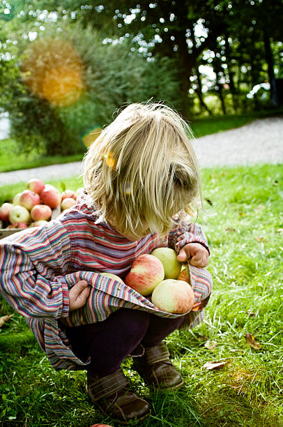 jeune fille de 4 ans vieux cueillir des pommes à l'automne - apple orchard child apple fruit photos et images de collection