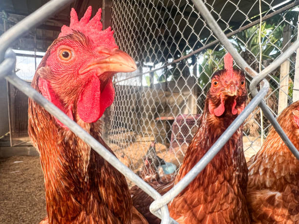 istock Hens raised on an organic farm 1684822363