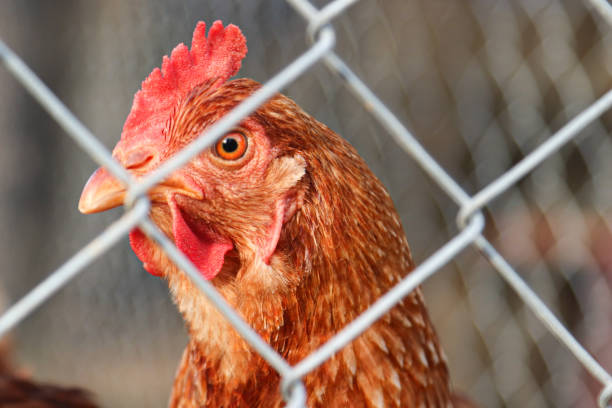 istock Hens raised on an organic farm 1684822372
