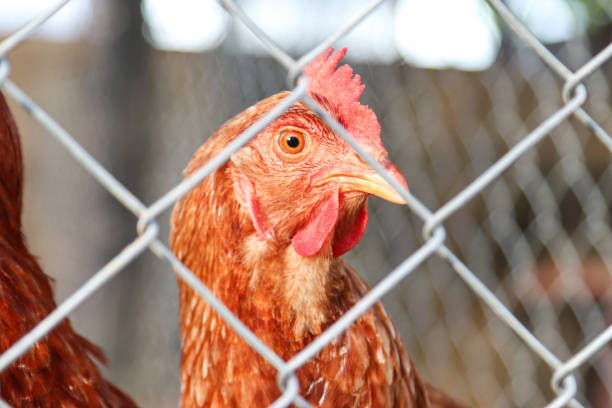 istock Hens raised on an organic farm 1684822384