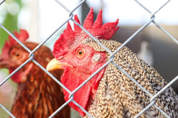 istock Hens raised on an organic farm 1684822894
