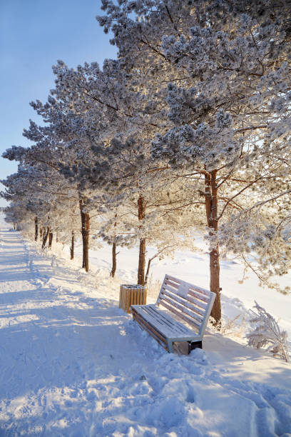 화창한 서리가 내린 날의 도시 공원. 소나무에 눈, 나무 벤치. 겨울 풍경입니다. - snow winter bench park 뉴스 사진 이미지