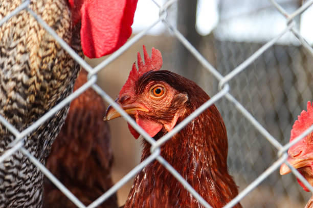 istock Hens raised on an organic farm 1684822906