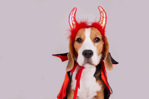 istock A beagle dog with devil horns and a cape as a funny Halloween outfit 1684822911