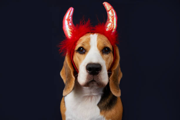 istock A beagle dog with devil horns as a costume for carnival or Halloween 1684824149