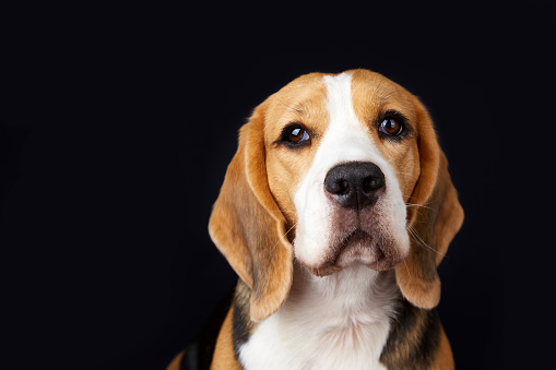 The head of a cute beagle dog looking into the camera on a black isolated background. Close-up.