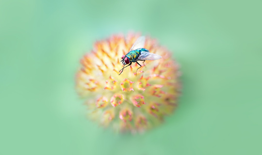 Macro of a  common green bottle fly ( Lucilia Sericata ) on a withered Indian blanketflower (Gaillardia Pulchella), dreamy pastel green background, copy space,negative space, large size