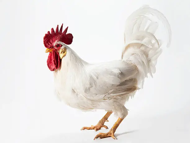 Photo of Rooster Standing in Profile on a Light Background.