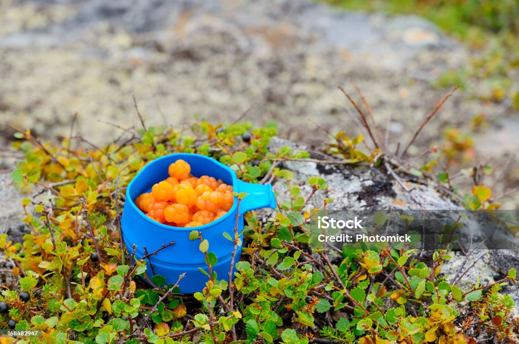 ブルーのマグに cloudberries の北極の景色 - ベリー類のロイヤリティフリーストックフォト